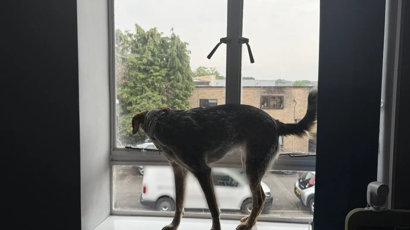 Oakleigh the office dog standing on the sill of the office window, looking out at Victoria Road