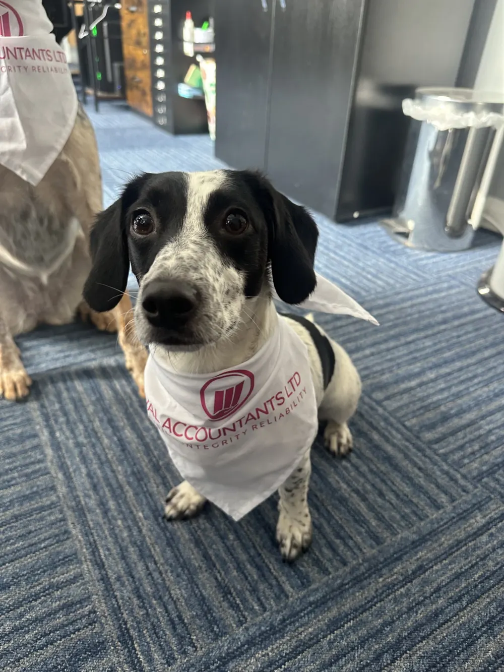 Ozzy, the black and white rescue dog, in an Oval Accountants bandana looking up at the camera