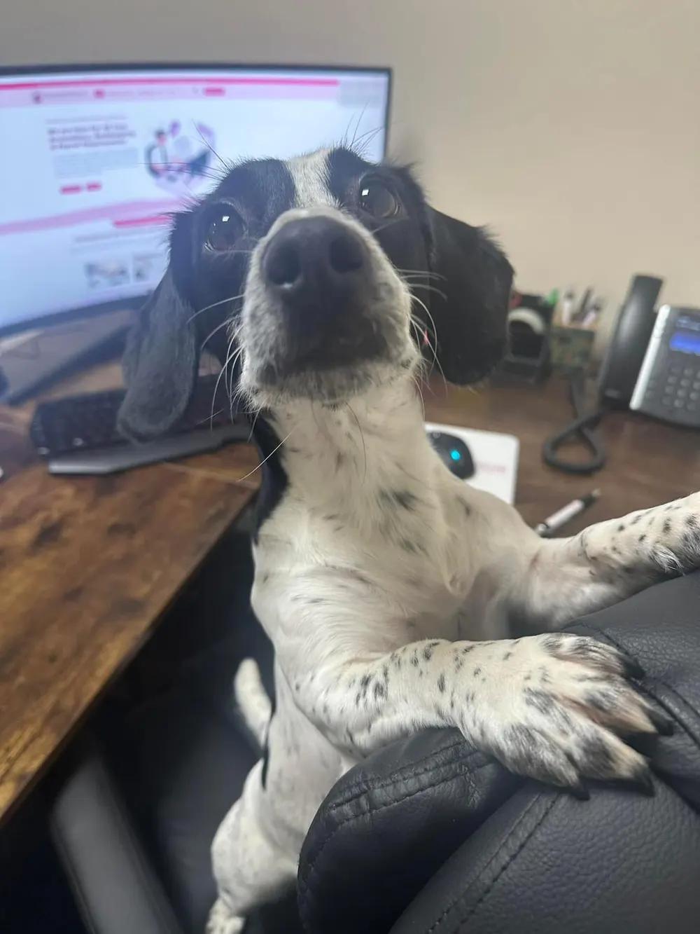 One of the office dogs sitting at a desk in front of a computer in the Burgess Hill office